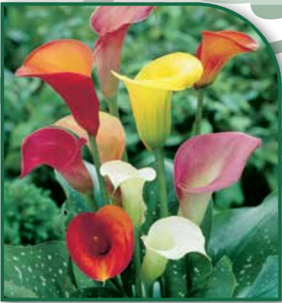 Calla Mixed