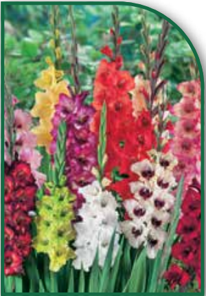 Gladiolus Mixed