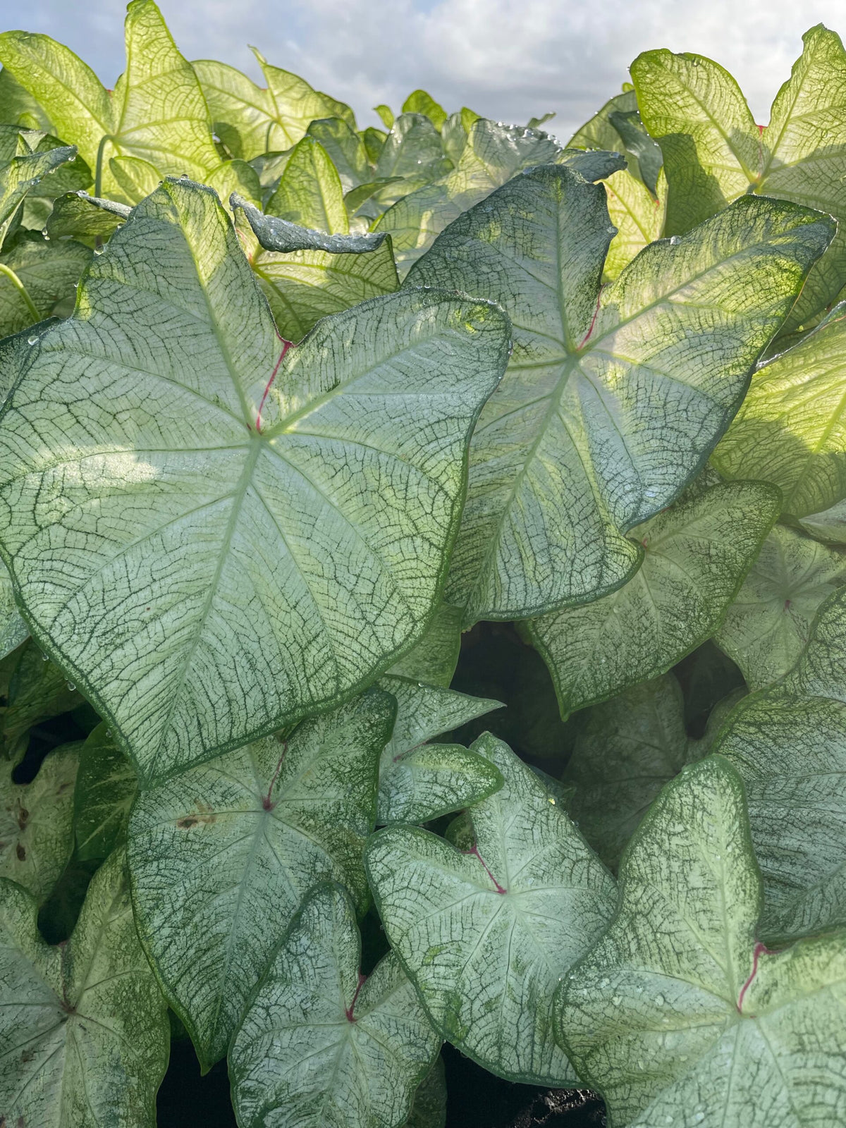 Caladium Moonlight