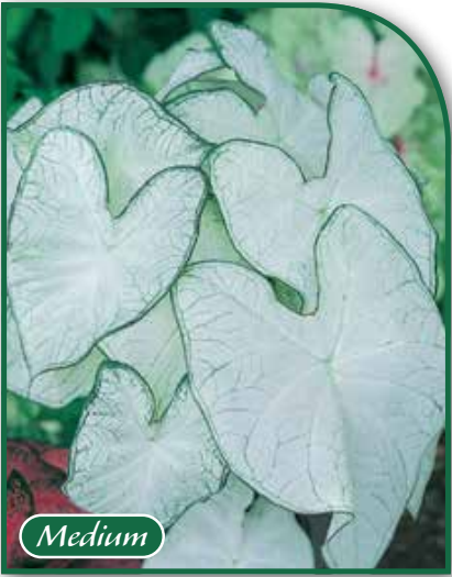 Caladium Moonlight