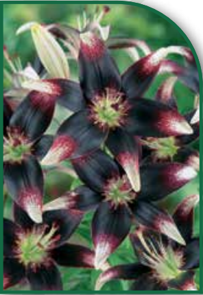 Lily Nettie's Pride (Asiatic)