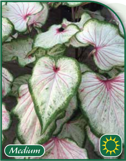 Caladium Pearl Blush