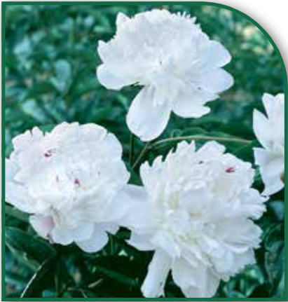 Peony Festiva Maxima