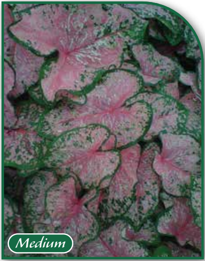 Caladium Pink Beauty
