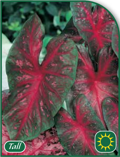 Caladium Red Flash