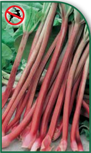 Rhubarb