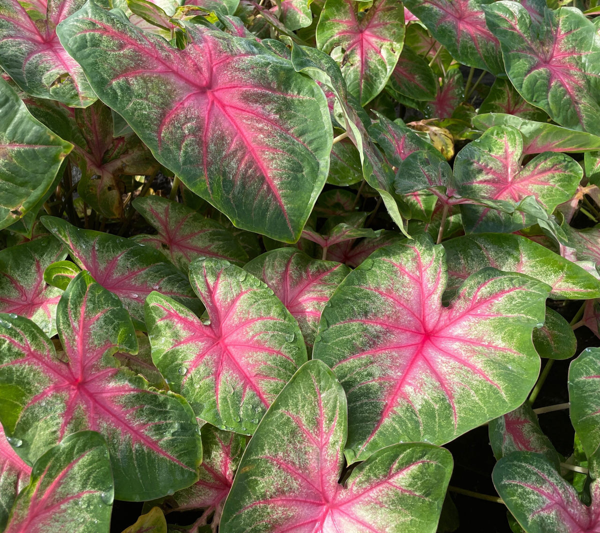 Caladium Rosebud