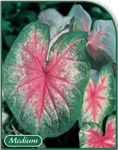 Caladium Rosebud
