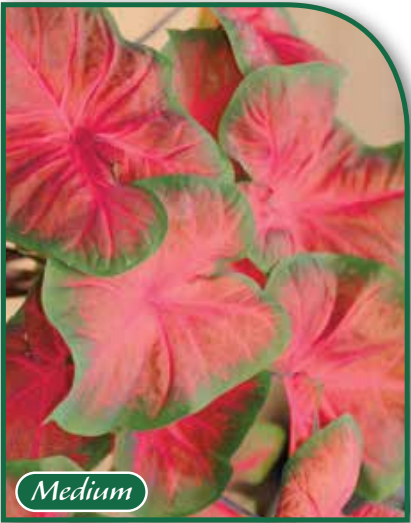 Caladium Royal Flush