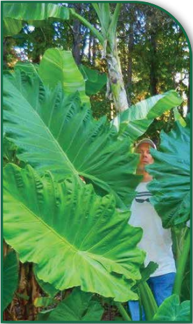 Ruffled Upright Elephant Ear (Alocasia Portodora) XX Large