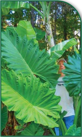 Ruffled Upright Elephant Ear (Alocasia portodora)