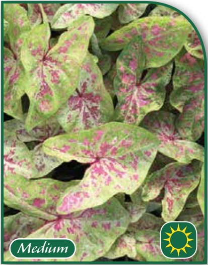 Caladium Seafoam Pink