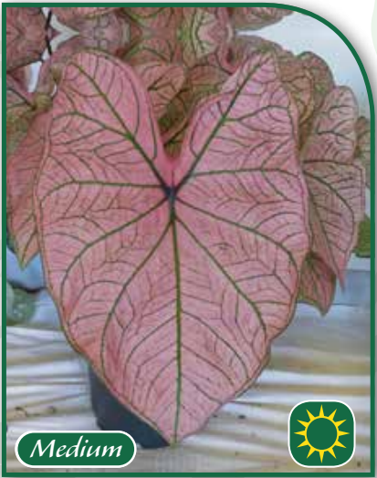 Caladium Spring Fling