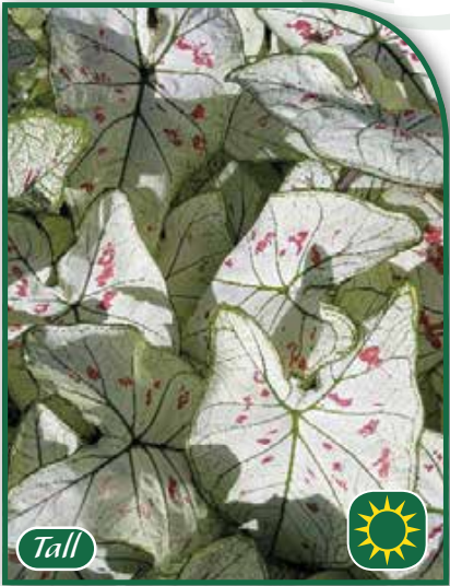 Caladium Strawberry Star