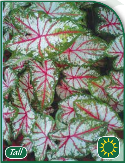 Caladium Tapestry