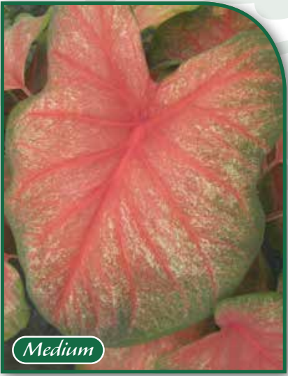 Caladium Tequilla Sunrise