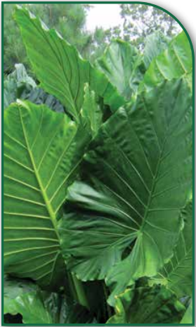 Elephant Ears Upright (Alocasia Odora) XXLarge (6)