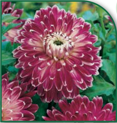 Dahlia Vancouver