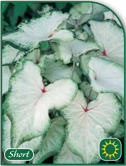Caladium White Wing
