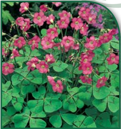 Oxalis deppei