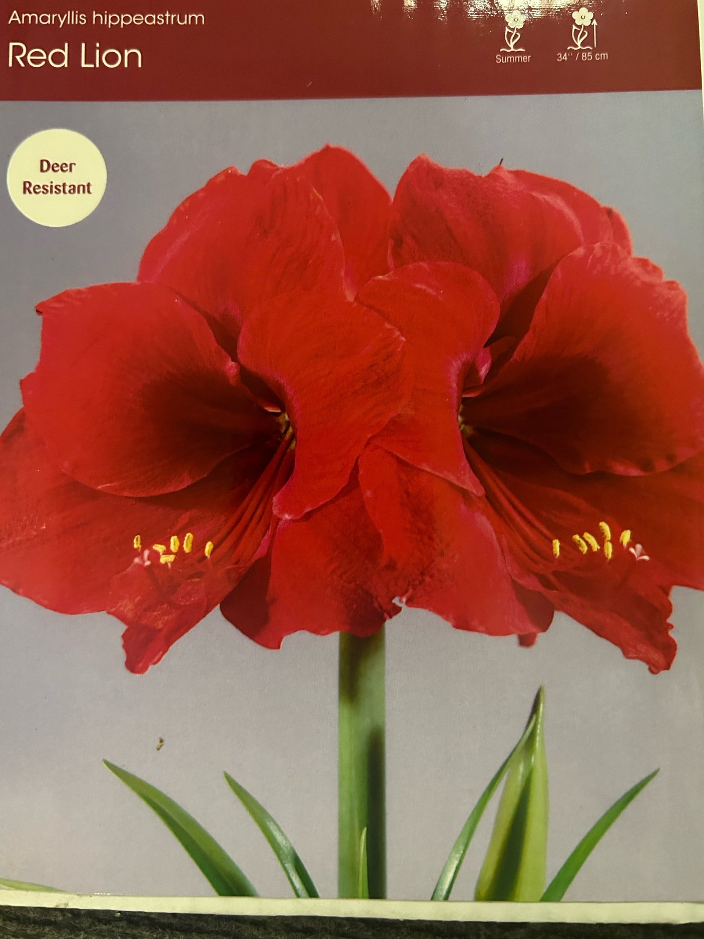 Amaryllis Red Lion