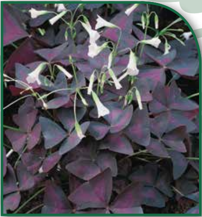 Oxalis triangularis