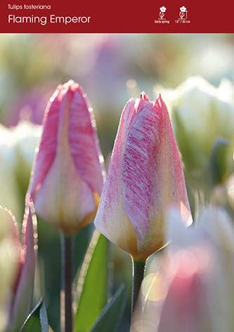 Tulip Flaming Emperor