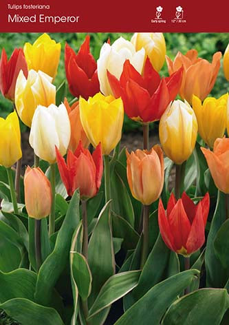 Tulip Mixed Emperor