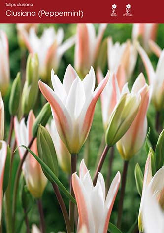 Tulip Clusiana (Peppermint)