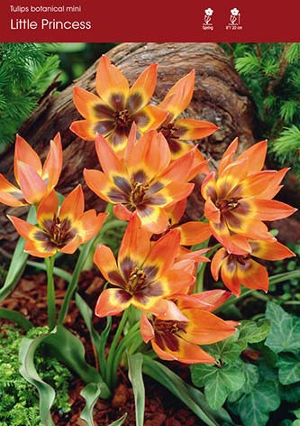 Tulip Little Princess
