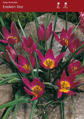 Tulip Pull Eastern Star