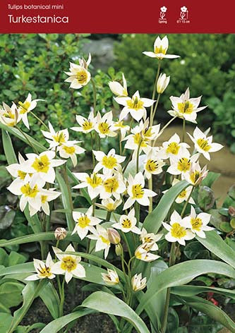 Tulip Polychroma