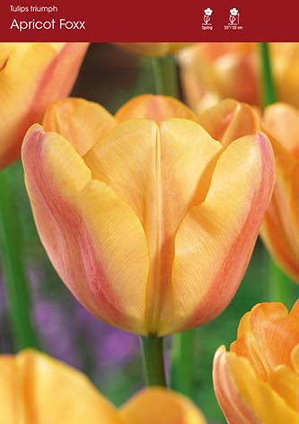 Tulip Apricot Foxx