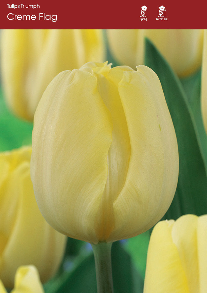 Creme Flag