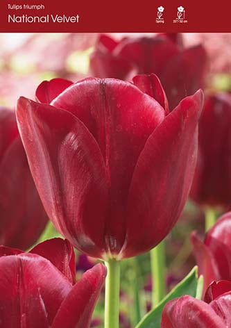 National Velvet