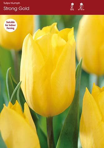 Tulip Strong Gold