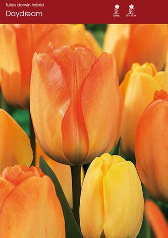 Tulip Daydream