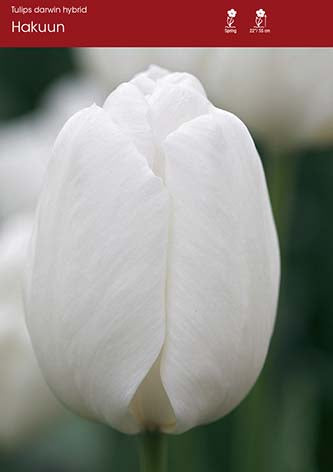 Tulip Haakun