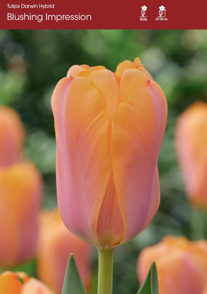 Tulip Blushing Impression