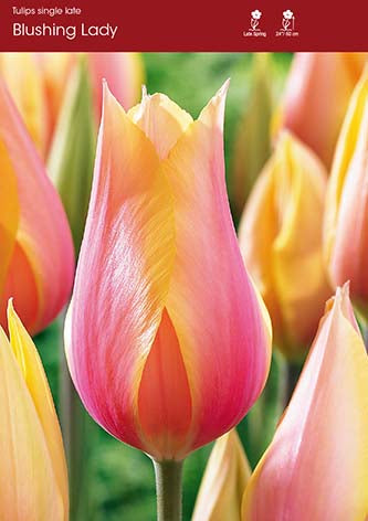 Blushing Lady