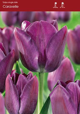 Tulip Caravelle