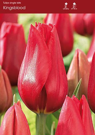 Tulip Kingsblood