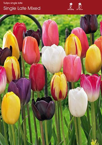 Tulip Mixed Single Late