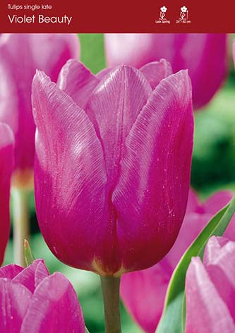 Violet Beauty