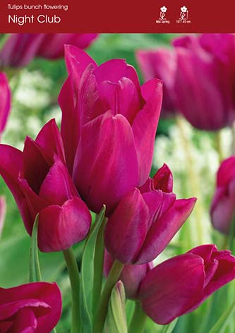 Tulip Night Club