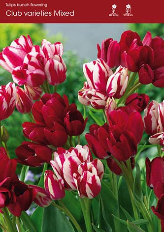 Tulip Mixed Club Variety