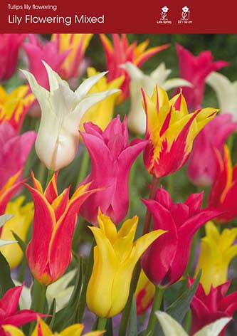 Tulip Mixed Lily Flowering