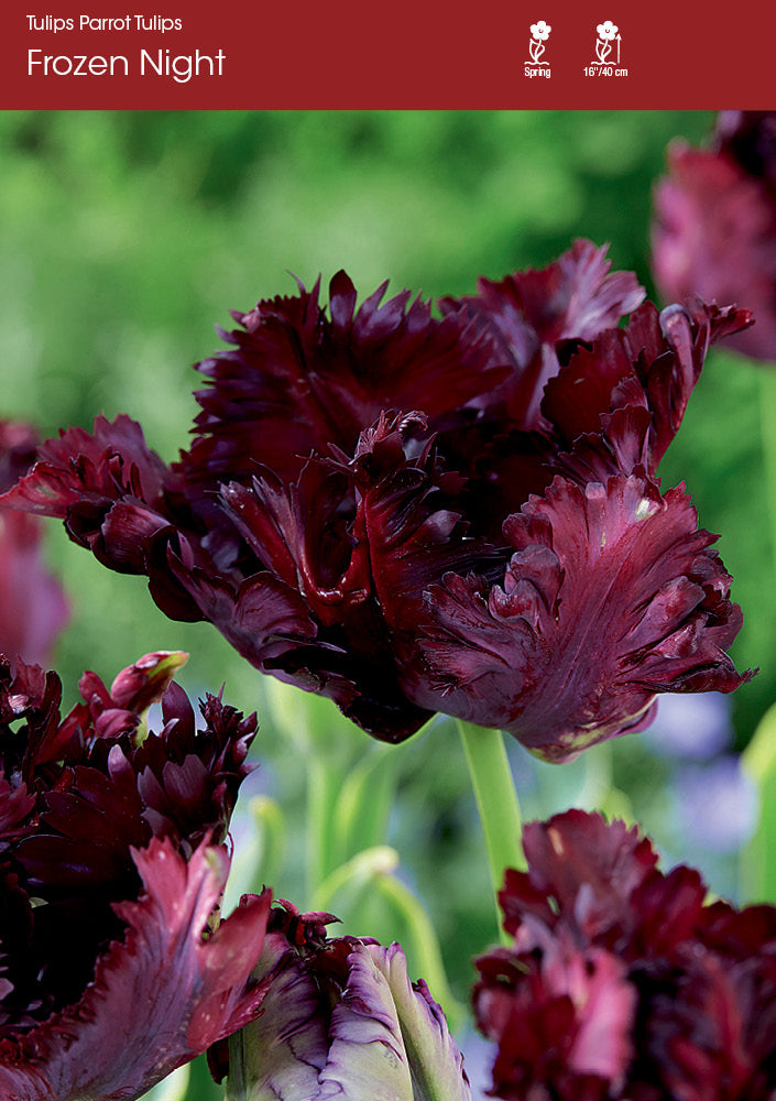 Tulip Frozen Night