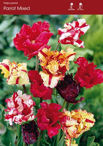 Tulip Mixed Parrot