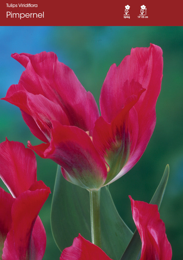 Tulip Pimpernel